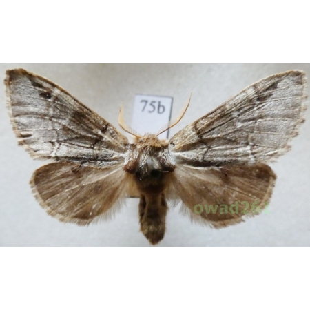 Drymonia obliterata (Borkhausen, 1790) Czech75b